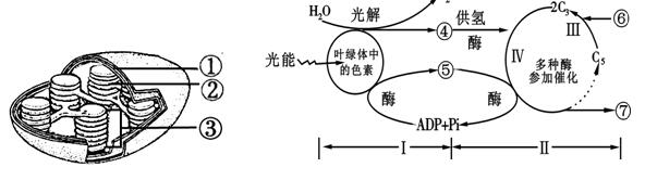 高中生物光合作用的基本过程图解