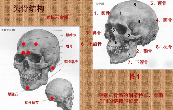 素描头像五官结构分析图