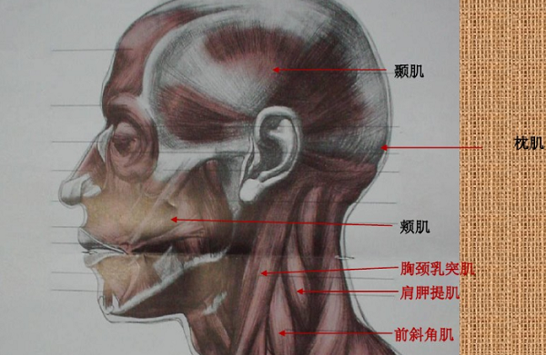 素描头像五官结构分析图