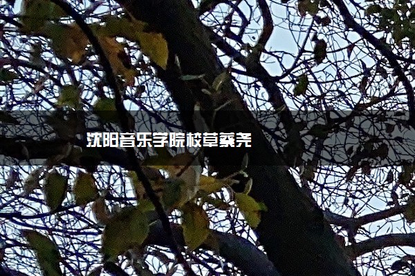 沈阳音乐学院校草蔡尧