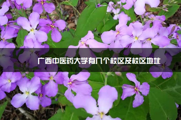 广西中医药大学有几个校区及校区地址