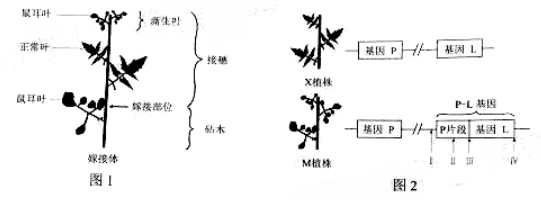 2019年高考理综压轴模拟试题（含答案）