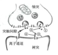 2019江苏高考生物试题（word精校版）