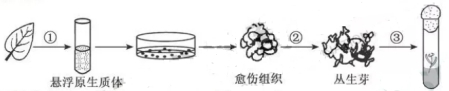 2019江苏高考生物试题（word精校版）