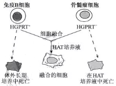 2019江苏高考生物试题（word精校版）