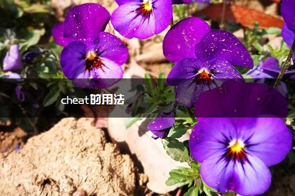 cheat的用法