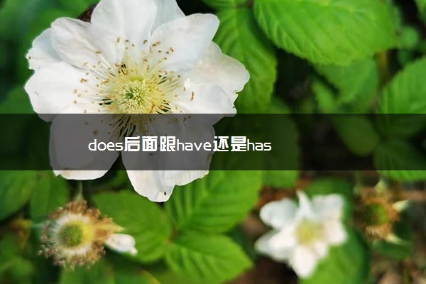 does后面跟have还是has