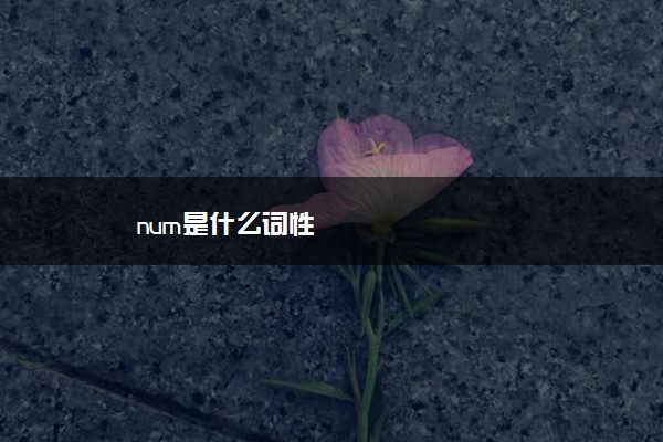 num是什么词性