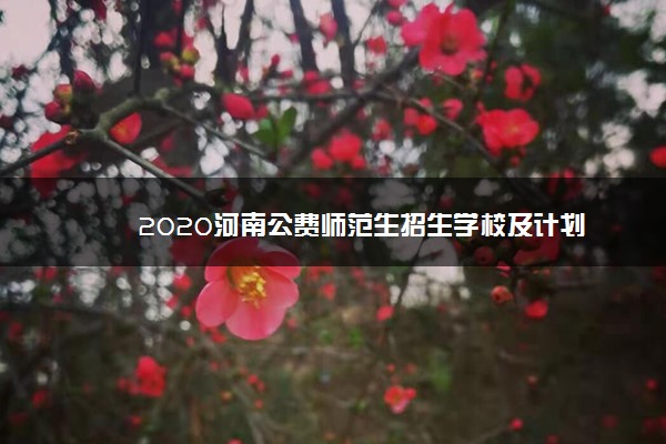 2020河南公费师范生招生学校及计划