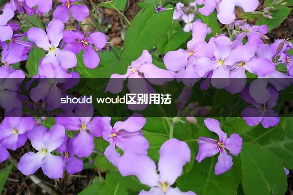 should would区别用法