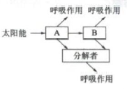 2020四川高考理综试题及答案解析