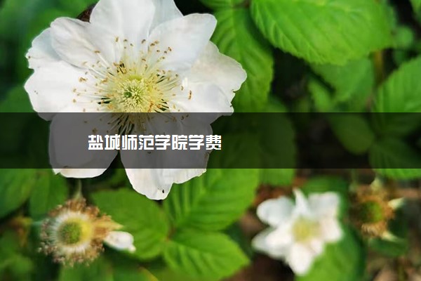 盐城师范学院学费