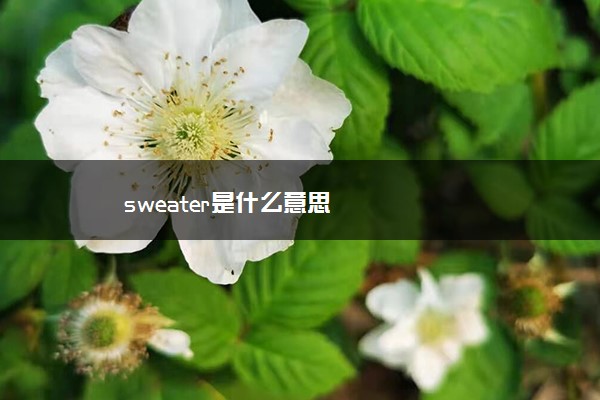 sweater是什么意思