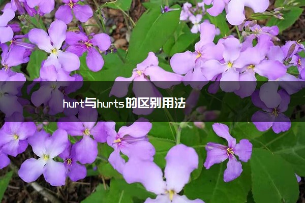 hurt与hurts的区别用法