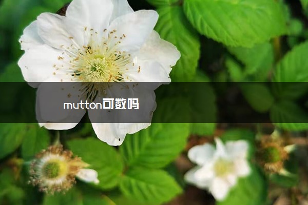 mutton可数吗