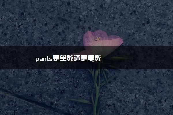 pants是单数还是复数