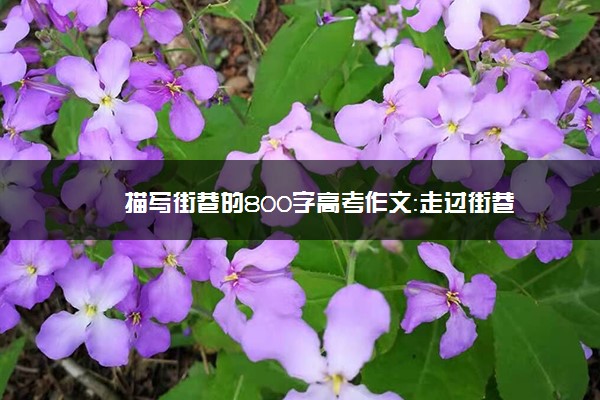 描写街巷的800字高考作文：走过街巷