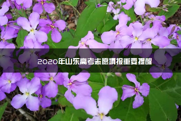 2020年山东高考志愿填报重要提醒