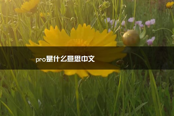 pro是什么意思中文